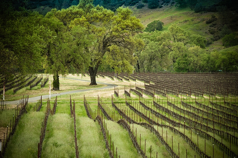 Hardester Ranch Vineyard